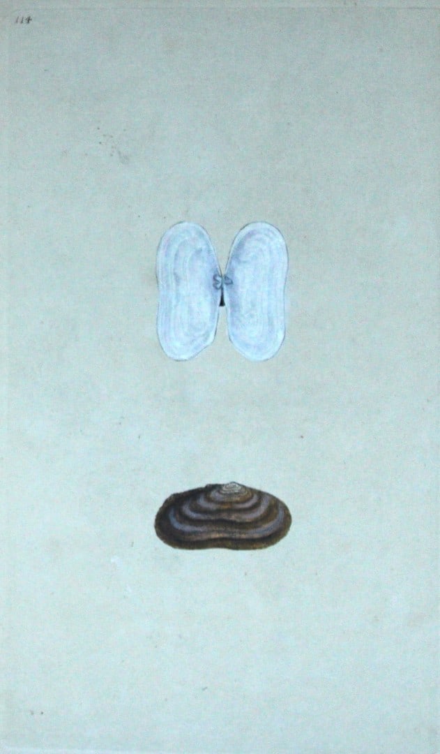 Edward Donovan - Hand-coloured engraving of shells 1800: This beautiful hand-coloured engraving is from The Natural History of British Shells by Edward Donovan. Printed by F and C Rivington, London 1800. These prints are prized for their artistry and compos