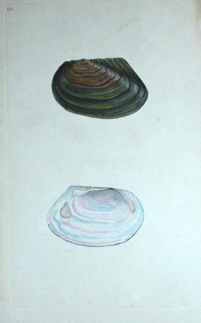 Edward Donovan - Hand-coloured engraving of shells 1800: This beautiful hand-coloured engraving is from The Natural History of British Shells by Edward Donovan. Printed by F and C Rivington, London 1800. These prints are prized for their artistry and compos