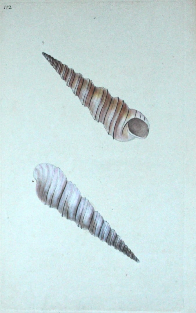 Edward Donovan - Hand-coloured engraving of shells 1800: This beautiful hand-coloured engraving is from The Natural History of British Shells by Edward Donovan. Printed by F and C Rivington, London 1800. These prints are prized for their artistry and compos