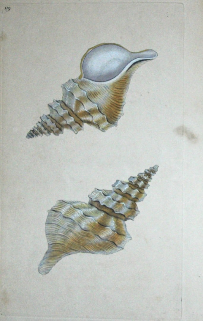 Edward Donovan - Hand-coloured engraving of shells 1800: This beautiful hand-coloured engraving is from The Natural History of British Shells by Edward Donovan. Printed by F and C Rivington, London 1800. These prints are prized for their artistry and compos