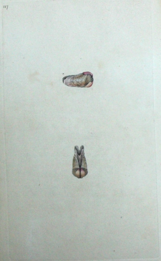 Edward Donovan - Hand-coloured engraving of shells 1800: This beautiful hand-coloured engraving is from The Natural History of British Shells by Edward Donovan. Printed by F and C Rivington, London 1800. These prints are prized for their artistry and compos