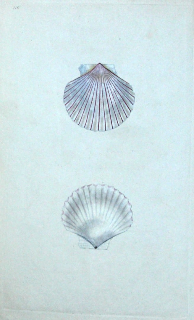 Edward Donovan - Hand-coloured engraving of shells 1800: This beautiful hand-coloured engraving is from The Natural History of British Shells by Edward Donovan. Printed by F and C Rivington, London 1800. These prints are prized for their artistry and compos
