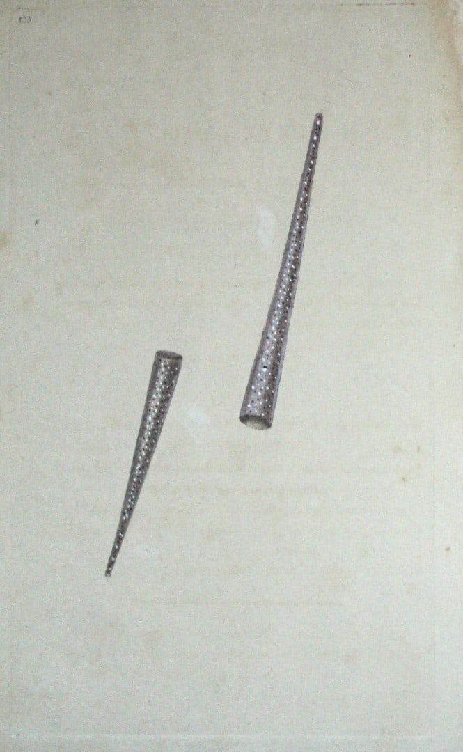 Edward Donovan - Hand-coloured engraving of shells 1800: This beautiful hand-coloured engraving is from The Natural History of British Shells by Edward Donovan. Printed by F and C Rivington, London 1800. These prints are prized for their artistry and compos