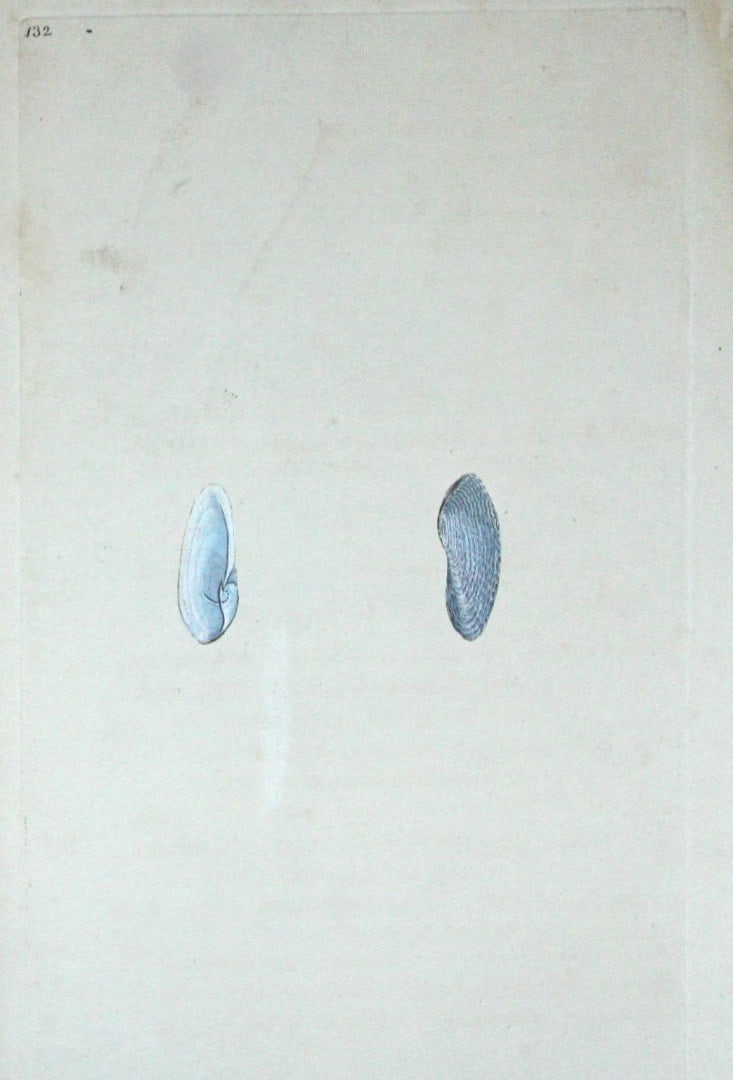 Edward Donovan - Hand-coloured engraving of shells 1800: This beautiful hand-coloured engraving is from The Natural History of British Shells by Edward Donovan. Printed by F and C Rivington, London 1800. These prints are prized for their artistry and compos
