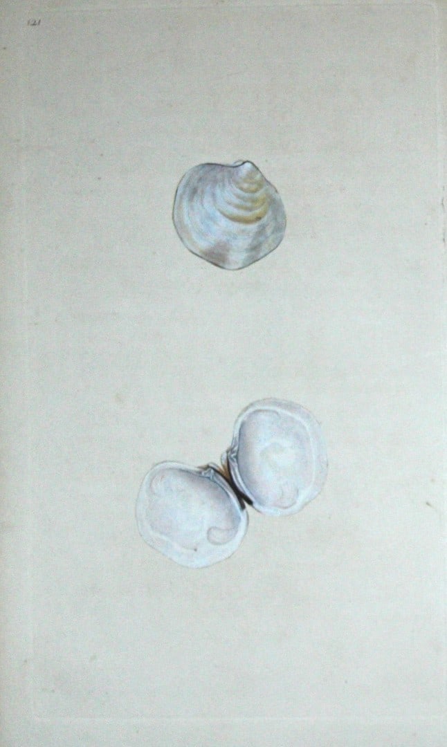 Edward Donovan - Hand-coloured engraving of shells 1800: This beautiful hand-coloured engraving is from The Natural History of British Shells by Edward Donovan. Printed by F and C Rivington, London 1800. These prints are prized for their artistry and compos