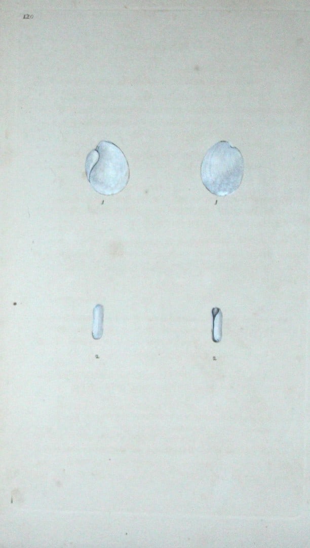 Edward Donovan - Hand-coloured engraving of shells 1800: This beautiful hand-coloured engraving is from The Natural History of British Shells by Edward Donovan. Printed by F and C Rivington, London 1800. These prints are prized for their artistry and compos