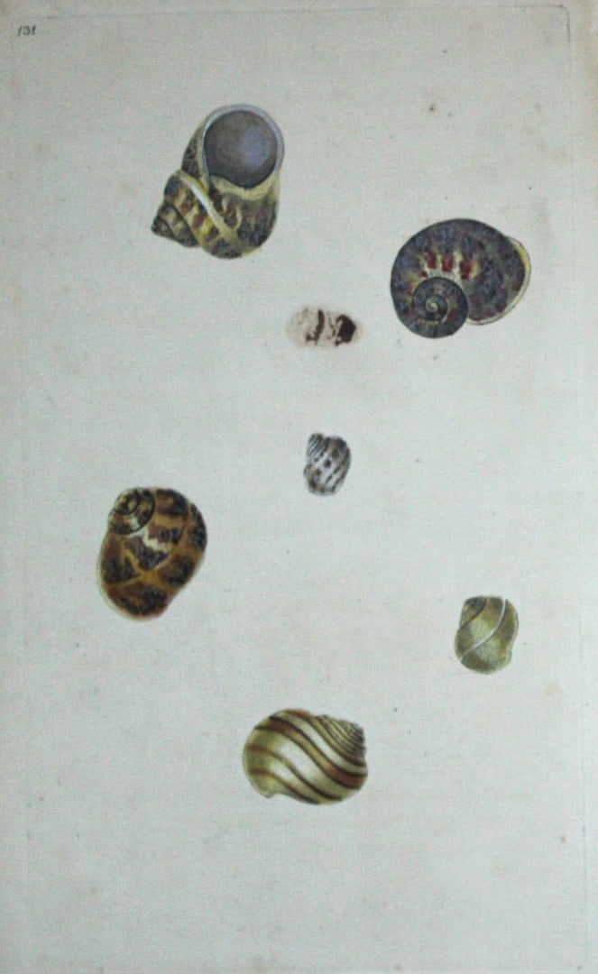 Edward Donovan - Hand-coloured engraving of shells 1800: This beautiful hand-coloured engraving is from The Natural History of British Shells by Edward Donovan. Printed by F and C Rivington, London 1800. These prints are prized for their artistry and compos