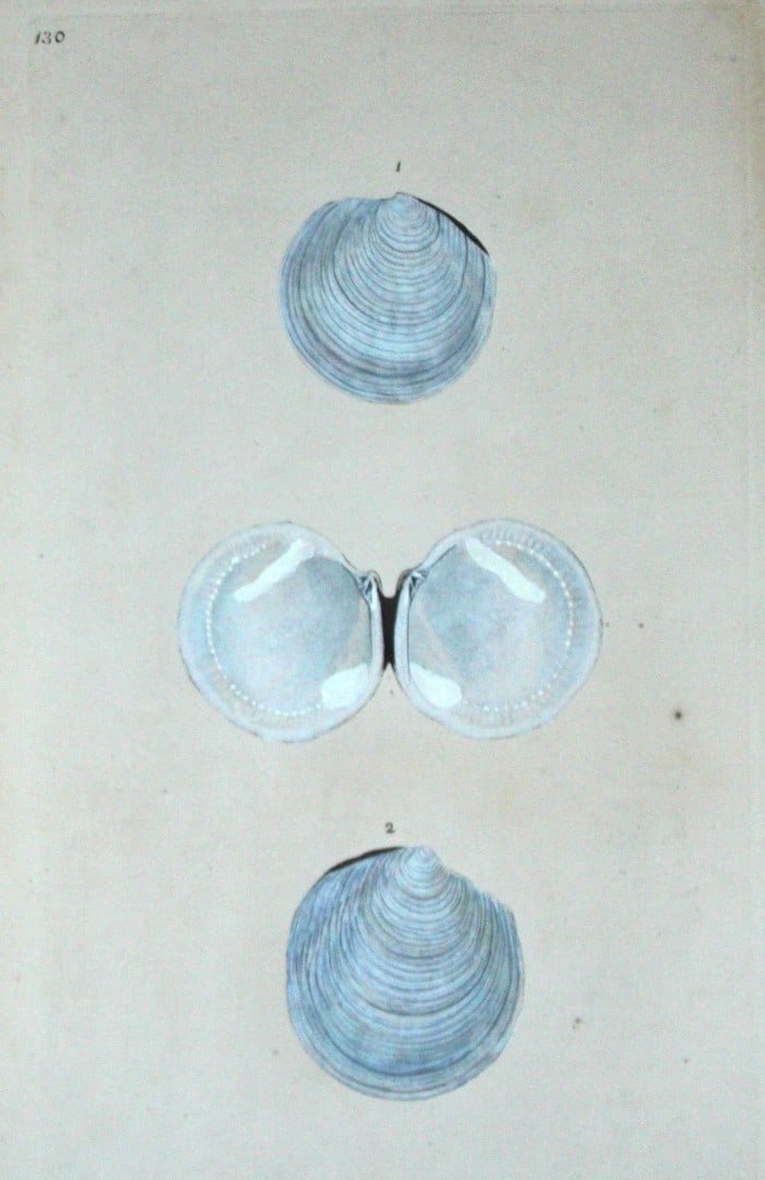 Edward Donovan - Hand-coloured engraving of shells 1800: This beautiful hand-coloured engraving is from The Natural History of British Shells by Edward Donovan. Printed by F and C Rivington, London 1800. These prints are prized for their artistry and compos