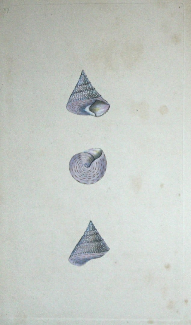 Edward Donovan - Hand-coloured engraving of shells 1800: This beautiful hand-coloured engraving is from The Natural History of British Shells by Edward Donovan. Printed by F and C Rivington, London 1800. These prints are prized for their artistry and compos