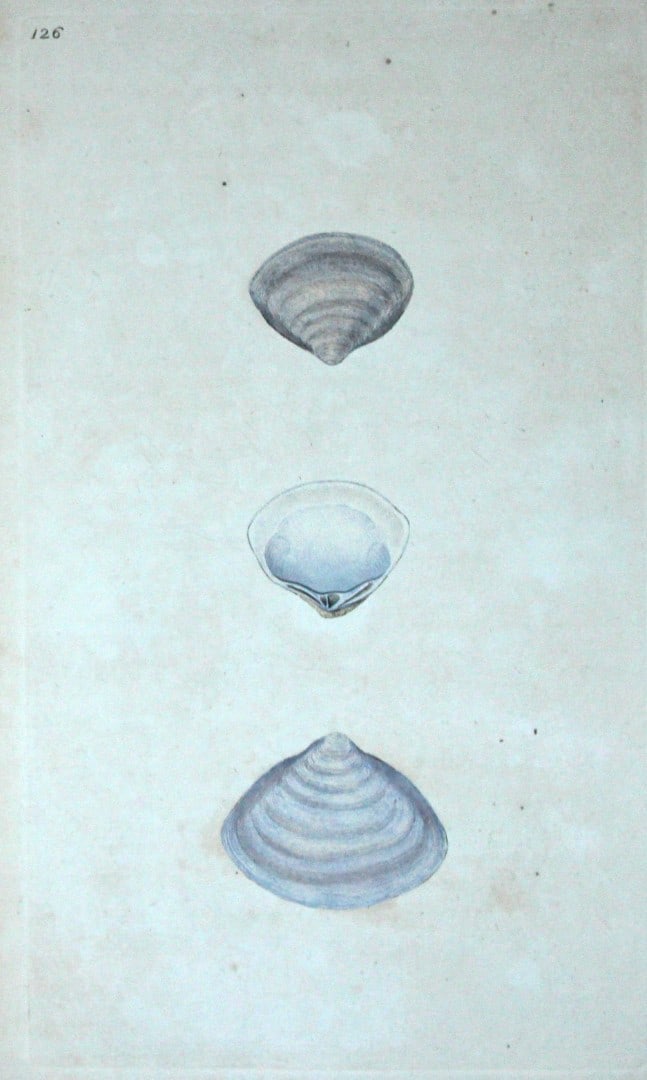 Edward Donovan - Hand-coloured engraving of shells 1800: This beautiful hand-coloured engraving is from The Natural History of British Shells by Edward Donovan. Printed by F and C Rivington, London 1800. These prints are prized for their artistry and compos