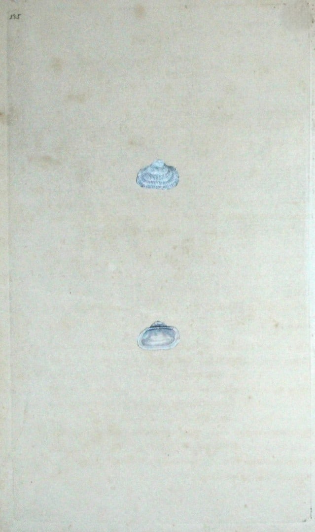 Edward Donovan - Hand-coloured engraving of shells 1800: This beautiful hand-coloured engraving is from The Natural History of British Shells by Edward Donovan. Printed by F and C Rivington, London 1800. These prints are prized for their artistry and compos