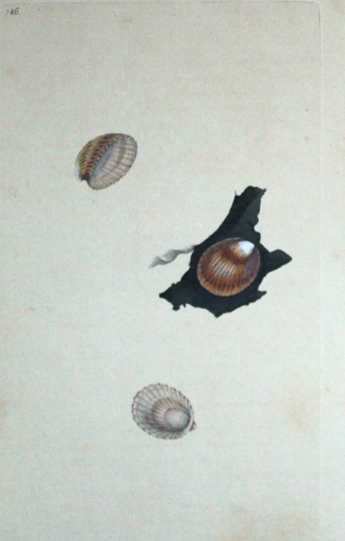 Edward Donovan - Hand-coloured engraving of shells 1800: This beautiful hand-coloured engraving is from The Natural History of British Shells by Edward Donovan. Printed by F and C Rivington, London 1800. These prints are prized for their artistry and compos