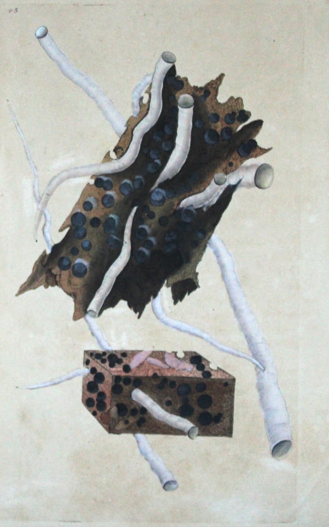 Edward Donovan - Hand-coloured engraving of shells 1800: This beautiful hand-coloured engraving is from The Natural History of British Shells by Edward Donovan. Printed by F and C Rivington, London 1800. These prints are prized for their artistry and compos