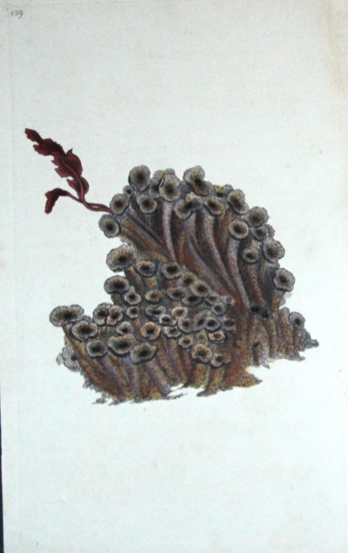 Edward Donovan - Hand-coloured engraving of shells 1800: This beautiful hand-coloured engraving is from The Natural History of British Shells by Edward Donovan. Printed by F and C Rivington, London 1800. These prints are prized for their artistry and compos