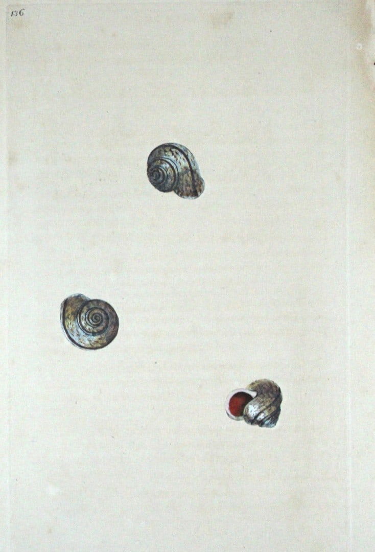 Edward Donovan - Hand-coloured engraving of shells 1800: This beautiful hand-coloured engraving is from The Natural History of British Shells by Edward Donovan. Printed by F and C Rivington, London 1800. These prints are prized for their artistry and compos