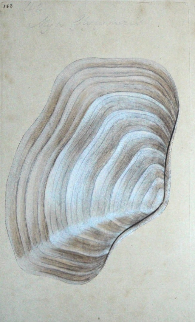 Edward Donovan - Hand-coloured engraving of shells 1800: This beautiful hand-coloured engraving is from The Natural History of British Shells by Edward Donovan. Printed by F and C Rivington, London 1800. These prints are prized for their artistry and compos