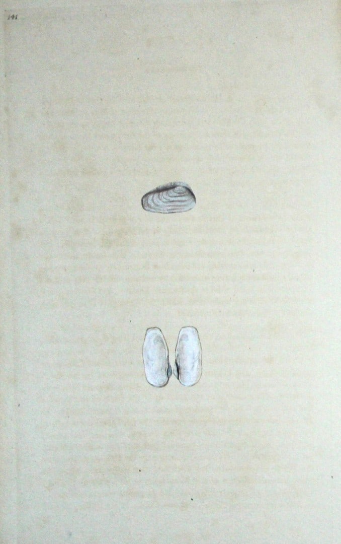 Edward Donovan - Hand-coloured engraving of shells 1800: This beautiful hand-coloured engraving is from The Natural History of British Shells by Edward Donovan. Printed by F and C Rivington, London 1800. These prints are prized for their artistry and compos