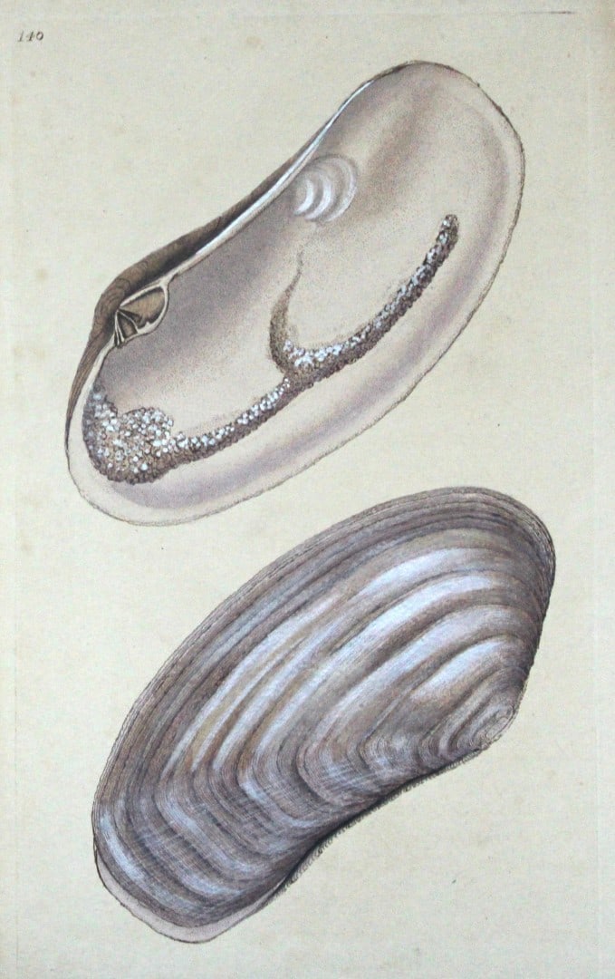 Edward Donovan - Hand-coloured engraving of shells 1800: This beautiful hand-coloured engraving is from The Natural History of British Shells by Edward Donovan. Printed by F and C Rivington, London 1800. These prints are prized for their artistry and compos