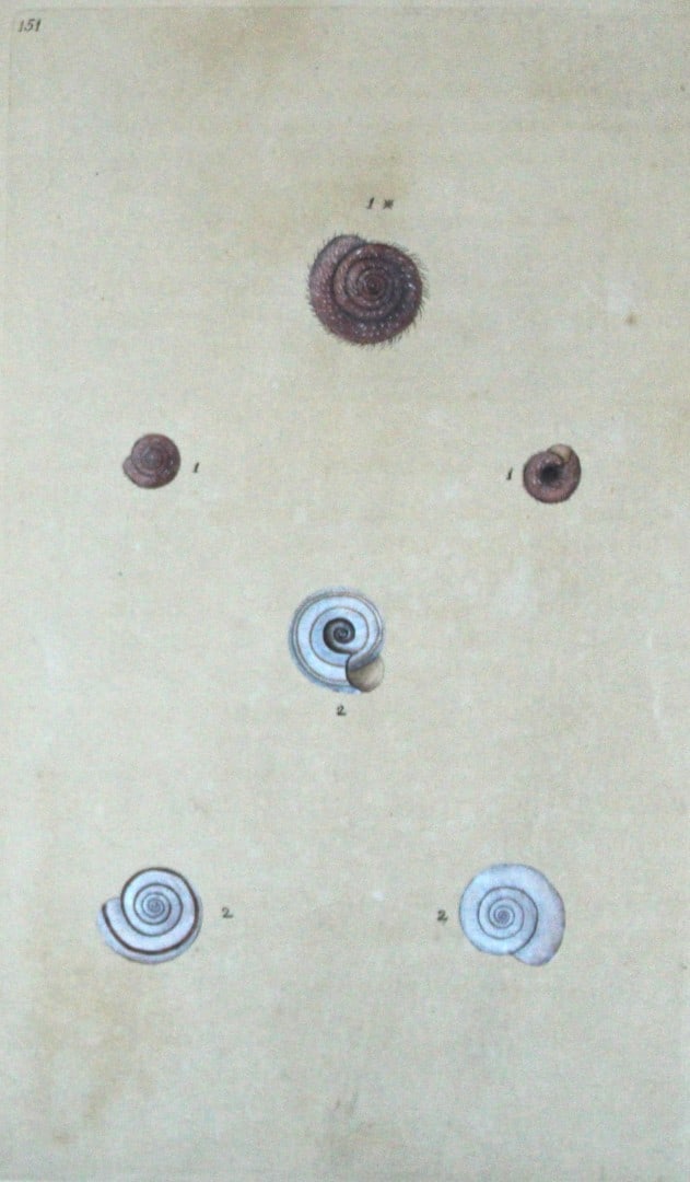 Edward Donovan - Hand-coloured engraving of shells 1800: This beautiful hand-coloured engraving is from The Natural History of British Shells by Edward Donovan. Printed by F and C Rivington, London 1800. These prints are prized for their artistry and compos
