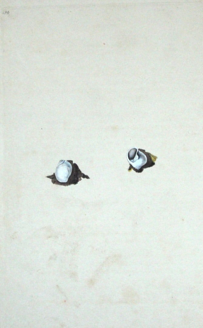 Edward Donovan - Hand-coloured engraving of shells 1800: This beautiful hand-coloured engraving is from The Natural History of British Shells by Edward Donovan. Printed by F and C Rivington, London 1800. These prints are prized for their artistry and compos