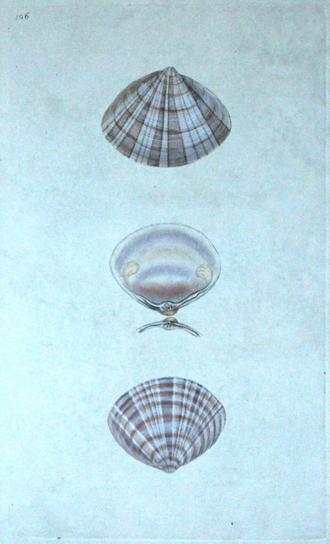 Edward Donovan - Hand-coloured engraving of shells 1800: This beautiful hand-coloured engraving is from The Natural History of British Shells by Edward Donovan. Printed by F and C Rivington, London 1800. These prints are prized for their artistry and compos