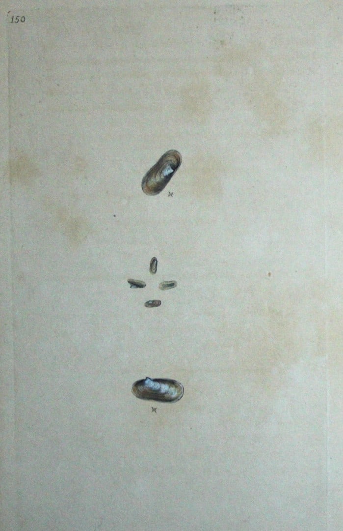 Edward Donovan - Hand-coloured engraving of shells 1800: This beautiful hand-coloured engraving is from The Natural History of British Shells by Edward Donovan. Printed by F and C Rivington, London 1800. These prints are prized for their artistry and compos