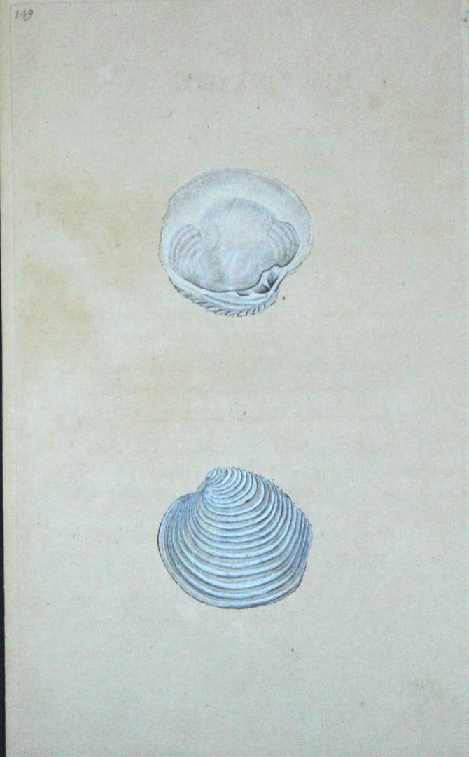 Edward Donovan - Hand-coloured engraving of shells 1800: This beautiful hand-coloured engraving is from The Natural History of British Shells by Edward Donovan. Printed by F and C Rivington, London 1800. These prints are prized for their artistry and compos