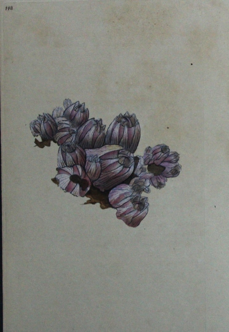 Edward Donovan - Hand-coloured engraving of shells 1800: This beautiful hand-coloured engraving is from The Natural History of British Shells by Edward Donovan. Printed by F and C Rivington, London 1800. These prints are prized for their artistry and compos