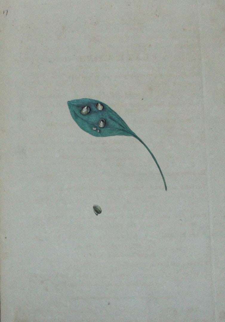 Edward Donovan - Hand-coloured engraving of shells 1800: This beautiful hand-coloured engraving is from The Natural History of British Shells by Edward Donovan. Printed by F and C Rivington, London 1800. These prints are prized for their artistry and compos