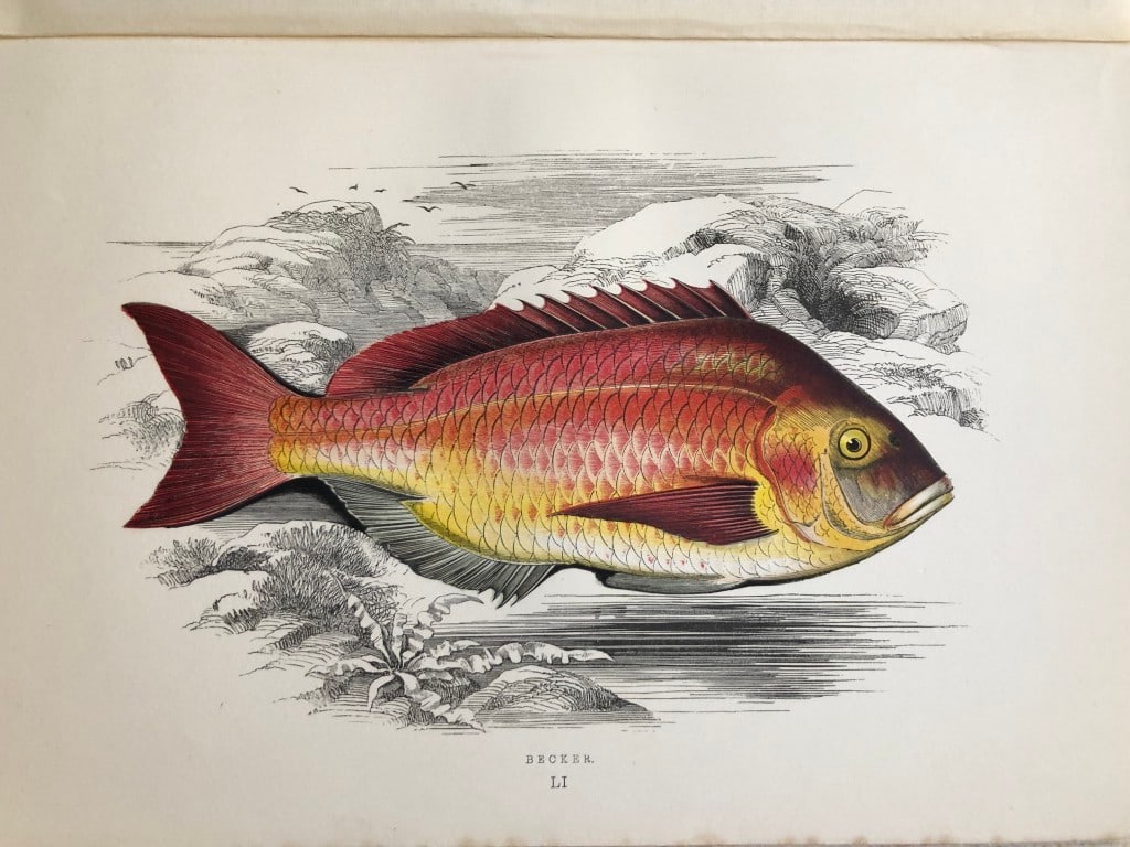 Jonathan Couch - Hand coloured print of the Becker 1877: This original antique woodblock hand-coloured print is from History of the Fishes of the British Islands by Jonathan Couch. Published in 1877. This work is regarded as one of the fundamental contribut