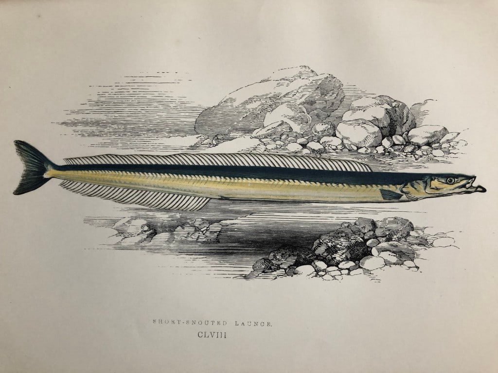 Jonathan Couch - Hand coloured print of the Short-snouted Launce 1877: This original antique woodblock hand-coloured print is from History of the Fishes of the British Islands by Jonathan Couch. Published in 1877. This work is regarded as one of the fundamental contribut