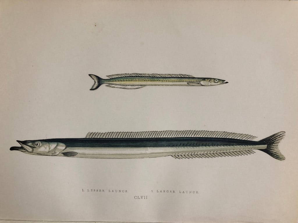 Jonathan Couch - Hand coloured print of Launces 1877: This original antique woodblock hand-coloured print is from History of the Fishes of the British Islands by Jonathan Couch. Published in 1877. This work is regarded as one of the fundamental contribut