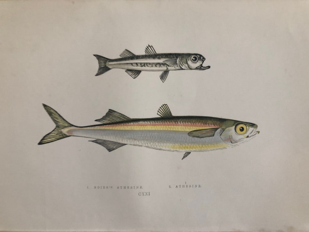 Jonathan Couch - Hand coloured print of Atherines 1877: This original antique woodblock hand-coloured print is from History of the Fishes of the British Islands by Jonathan Couch. Published in 1877. This work is regarded as one of the fundamental contribut