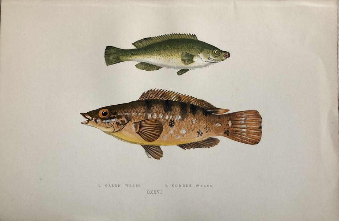 Jonathan Couch - Hand coloured print of Wrasses 1877 (1 of 1)
