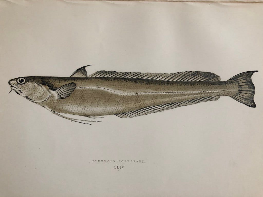 Jonathan Couch - Hand coloured print of the Blennoid Forkbeard 1877: This original antique woodblock hand-coloured print is from History of the Fishes of the British Islands by Jonathan Couch. Published in 1877. This work is regarded as one of the fundamental contribut
