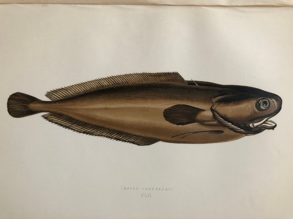 Jonathan Couch - Hand coloured print of the Lesser Forkbeard 1877: This original antique woodblock hand-coloured print is from History of the Fishes of the British Islands by Jonathan Couch. Published in 1877. This work is regarded as one of the fundamental contribut