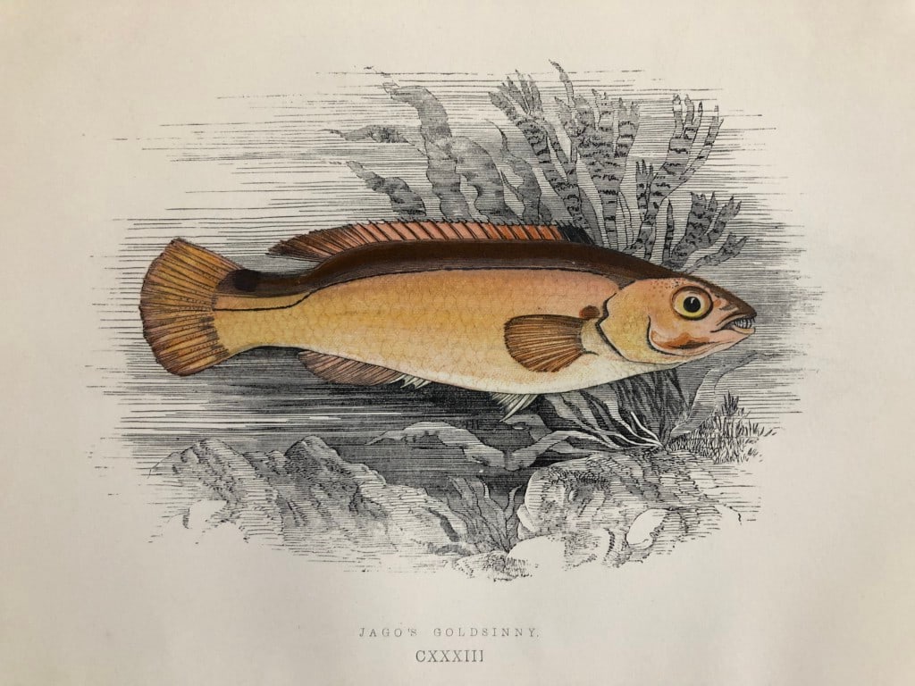 Jonathan Couch - Hand coloured print of Jago's Goldsinny 1877: This original antique woodblock hand-coloured print is from History of the Fishes of the British Islands by Jonathan Couch. Published in 1877. This work is regarded as one of the fundamental contribut