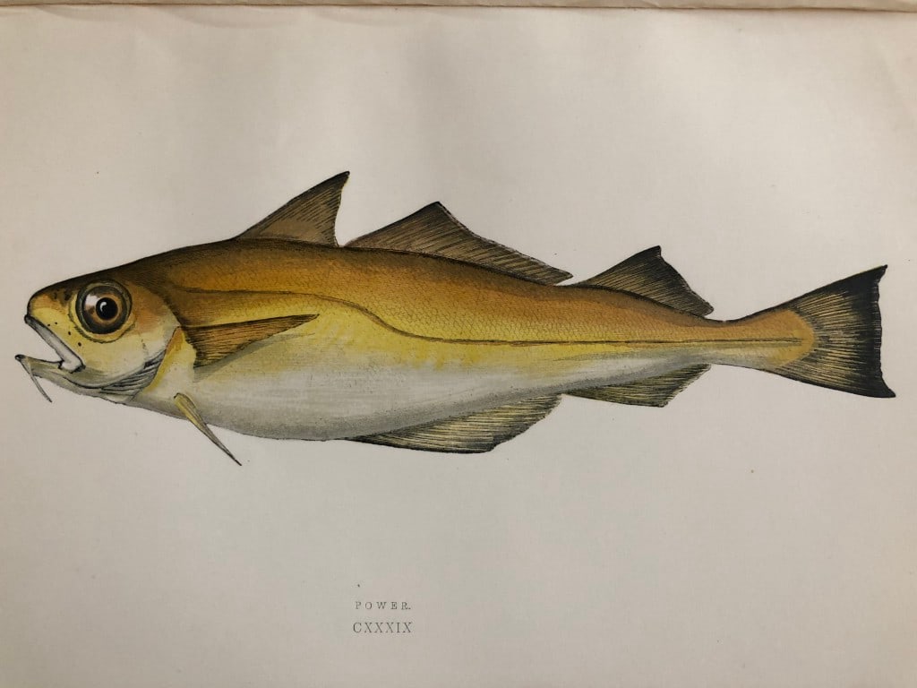 Jonathan Couch - Hand coloured print of the Power 1877: This original antique woodblock hand-coloured print is from History of the Fishes of the British Islands by Jonathan Couch. Published in 1877. This work is regarded as one of the fundamental contribut