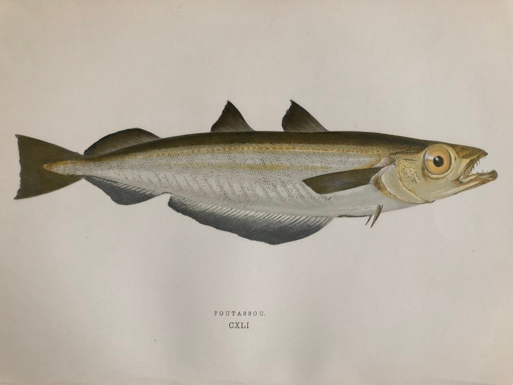Jonathan Couch - Hand coloured print of the Poutassou 1877: This original antique woodblock hand-coloured print is from History of the Fishes of the British Islands by Jonathan Couch. Published in 1877. This work is regarded as one of the fundamental contribut