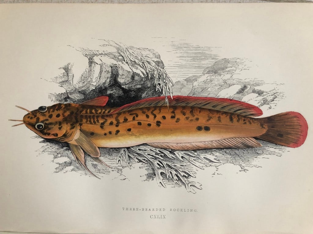 Jonathan Couch - Hand coloured print of the Three-bearded Rockling 1877 (1 of 1)