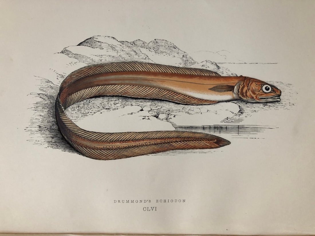 Jonathan Couch - Hand coloured print of Drummond's Echiodon 1877 (1 of 1)