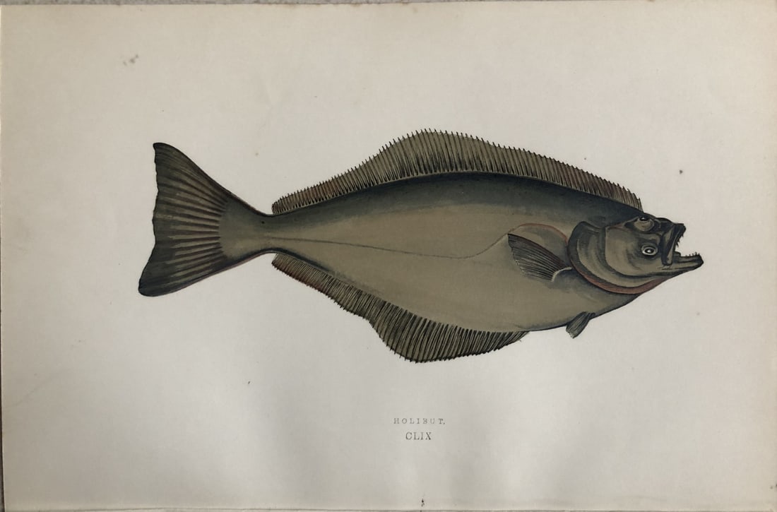 Jonathan Couch - Hand coloured print of the Halibut 1877 (1 of 1)