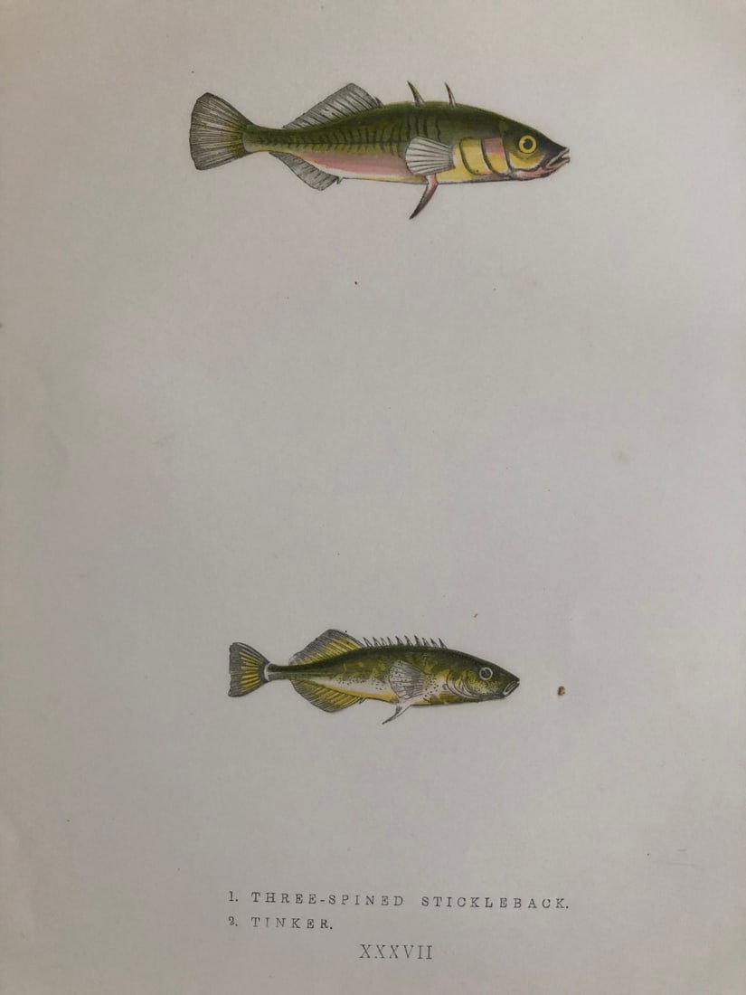Jonathan Couch - Hand coloured print of the Three Spined Stickleback 1877 (1 of 1)