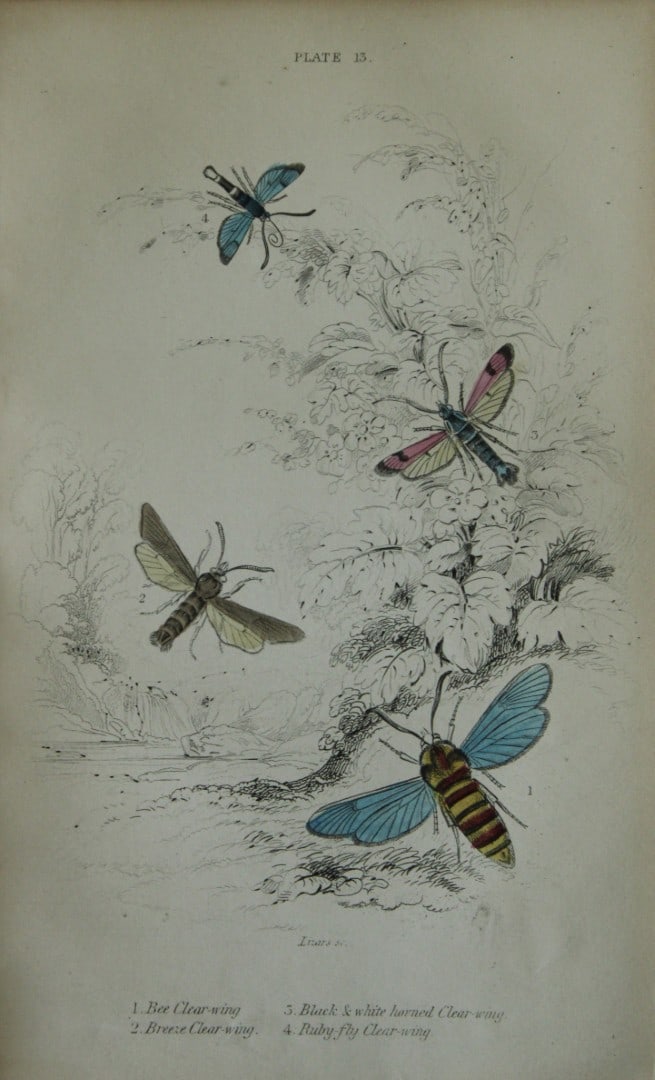 James Duncan - Hand coloured engraving of British Moths 1836: This engraving is from Sir William Jardine?s The Naturalist's Library ? Entomology, Volume IV, British Moths, Sphinxes etc by James Duncan, published by WH Lizars, Edinburgh 1836. These hand coloured