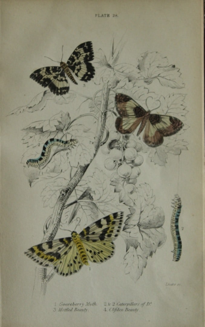 James Duncan - Hand coloured engraving of British Moths 1836: This engraving is from Sir William Jardine?s The Naturalist's Library ? Entomology, Volume IV, British Moths, Sphinxes etc by James Duncan, published by WH Lizars, Edinburgh 1836. These hand coloured
