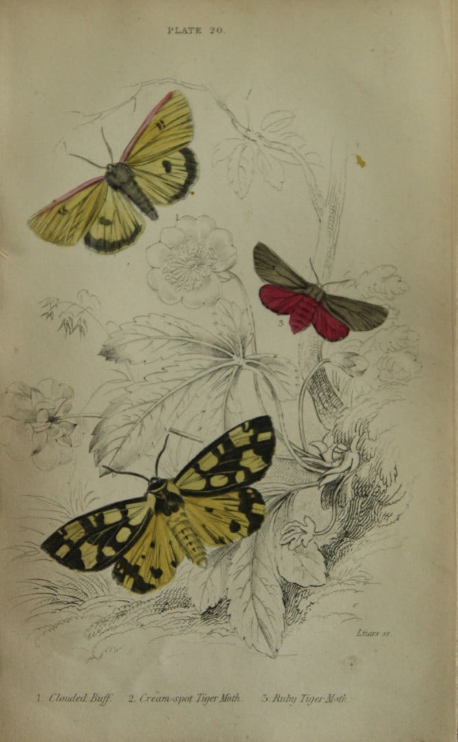 James Duncan - Hand coloured engraving of British Moths 1836: This engraving is from Sir William Jardine?s The Naturalist's Library ? Entomology, Volume IV, British Moths, Sphinxes etc by James Duncan, published by WH Lizars, Edinburgh 1836. These hand coloured