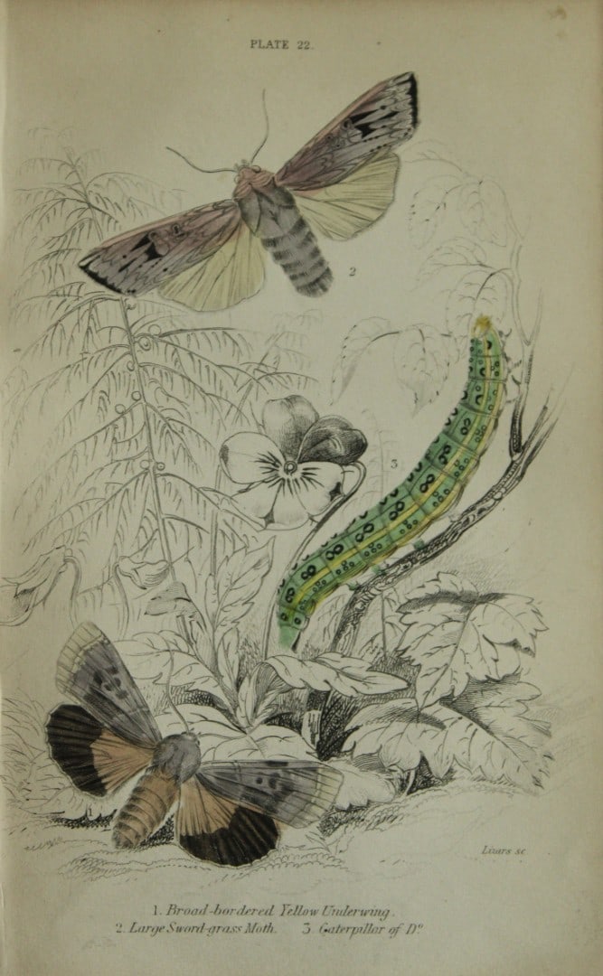 James Duncan - Hand coloured engraving of British Moths 1836: This engraving is from Sir William Jardine?s The Naturalist's Library ? Entomology, Volume IV, British Moths, Sphinxes etc by James Duncan, published by WH Lizars, Edinburgh 1836. These hand coloured