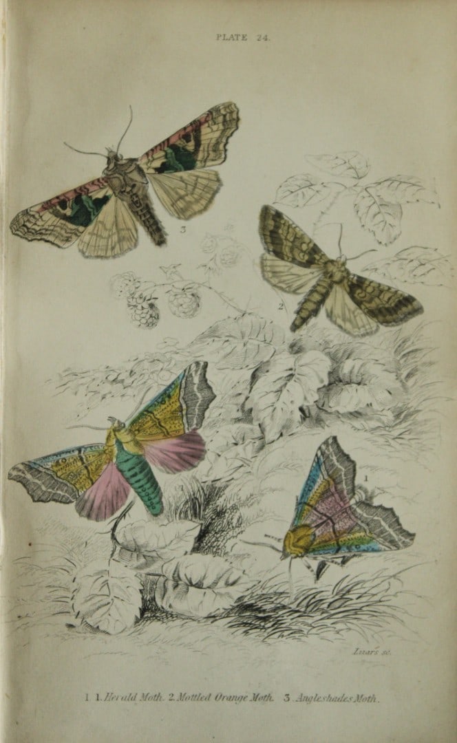 James Duncan - Hand coloured engraving of British Moths 1836: This engraving is from Sir William Jardine?s The Naturalist's Library ? Entomology, Volume IV, British Moths, Sphinxes etc by James Duncan, published by WH Lizars, Edinburgh 1836. These hand coloured