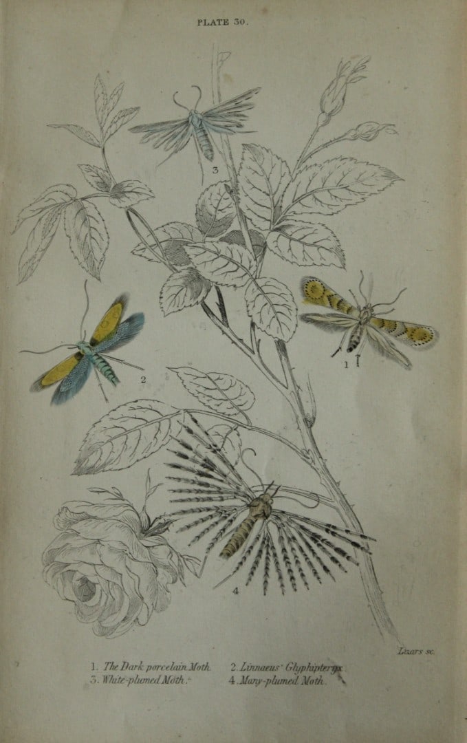 James Duncan - Hand coloured engraving of British Moths 1836: This engraving is from Sir William Jardine?s The Naturalist's Library ? Entomology, Volume IV, British Moths, Sphinxes etc by James Duncan, published by WH Lizars, Edinburgh 1836. These hand coloured