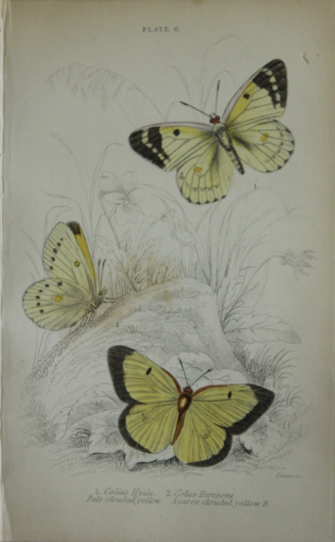 James Duncan - Hand coloured engraving of British Butterflies 1835: This engraving of British butterflies is from Sir William Jardine?s The Naturalist's Library ? Entomology, Volume III, British Butterflies by James Duncan, published by WH Lizars, Edinburgh 1835. Each